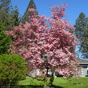 Dogwood, Cherokee Brave #10